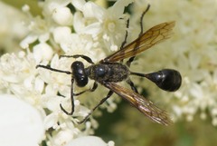 Isodontia