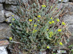 Petrosedum