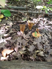 Turbinellus floccosus