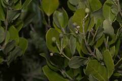 Olea
