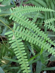 Dicranopteris pedata