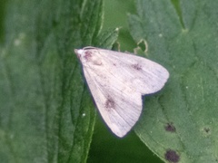 Rivula sericealis