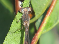 Lestes disjunctus