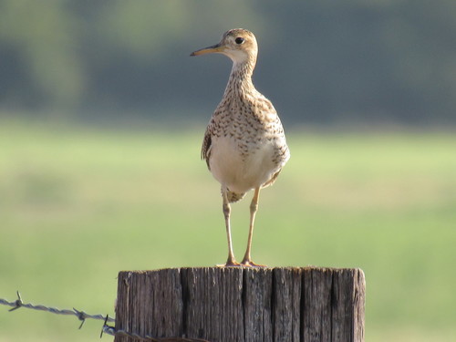 Upland Sandpiper