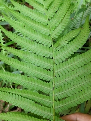 Christella parasitica
