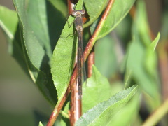 Lestes disjunctus