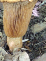 Turbinellus floccosus