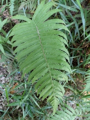 Christella parasitica
