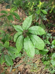Heptapleurum heptaphyllum