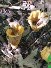 Turbinellus floccosus