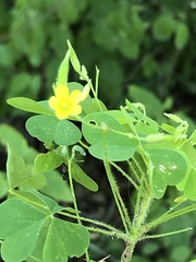 Oxalis stricta