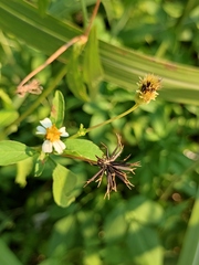 Bidens alba