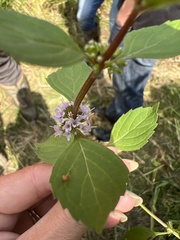 Mentha canadensis