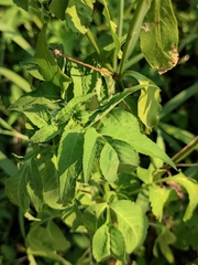 Bidens alba