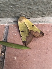 Ophiusa tirhaca