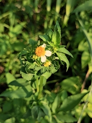 Bidens alba