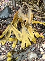 Fucus