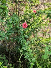 Hibiscus rosa-sinensis