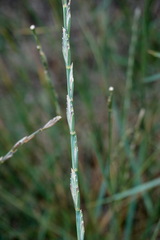 Thinopyrum elongatum