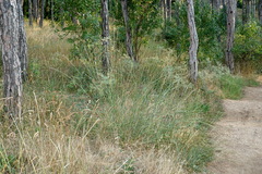 Thinopyrum elongatum