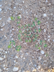 Euphorbia polycarpa