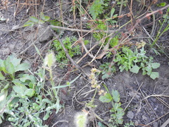 Rumex pulcher