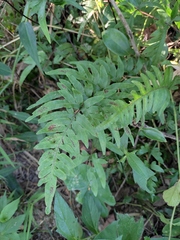 Pteris semipinnata