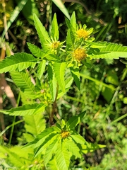 Bidens vulgata