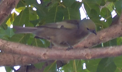 Thraupis palmarum