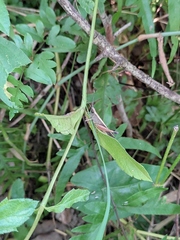 Phlaeoba antennata