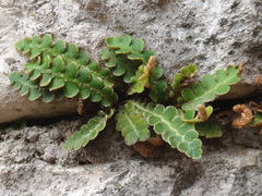 Asplenium ceterach