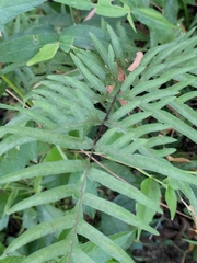 Pteris semipinnata
