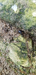 Coleoptera