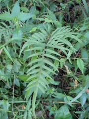 Pteris semipinnata