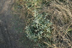 Marrubium peregrinum