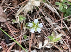 Cerastium fontanum