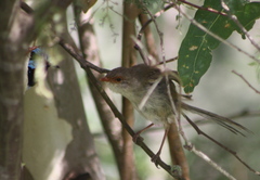 Malurus cyaneus