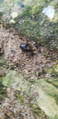 Coleoptera