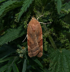 Noctua fimbriata