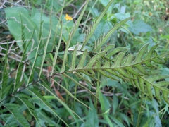 Pteris semipinnata