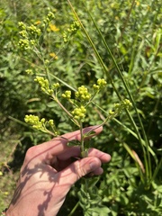 Solidago rigida