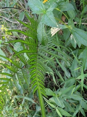 Pteris semipinnata