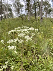 Eupatorium album