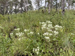 Eupatorium album