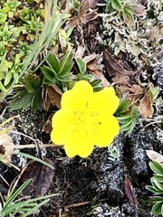 Potentilla aurea