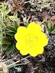Potentilla aurea