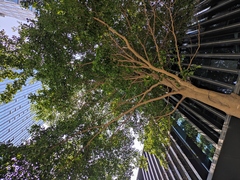 Terminalia neotaliala