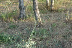 Linaria genistifolia