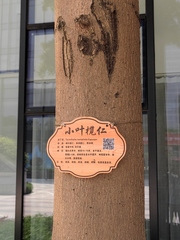 Terminalia neotaliala