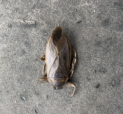 Lethocerus americanus